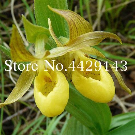 Exotic Monkey Orchid Seeds 100pcs Pack | Orchid seeds, Amazing flowers ...