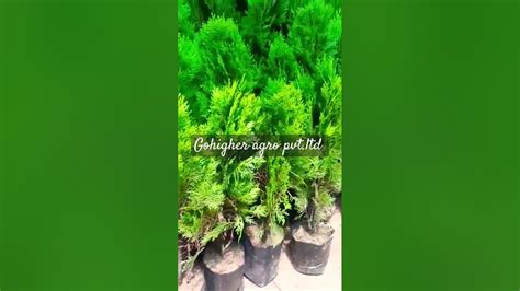 gohigher agro pvtltd mo    ii