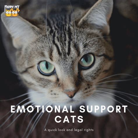 Emotional Support Cats: Here's What You Should Know - FreakyPet