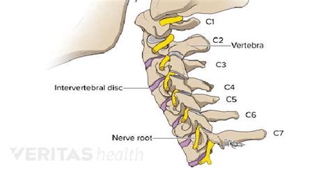 Cervical Spinal Nerves