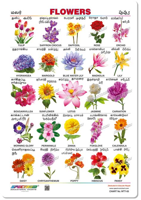 Flower Names In Kannada With Pictures - Infoupdate.org