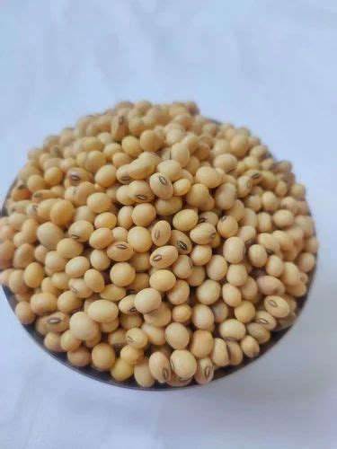 Saga Premium Dry Soyabean Maharashtra Gluten Free At Rs 76kg In Pune