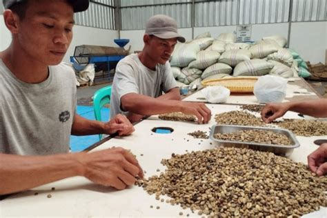 Perjalanan Panjang Kopi Asal Subang Hingga Jadi Komoditas Andalan Pasar