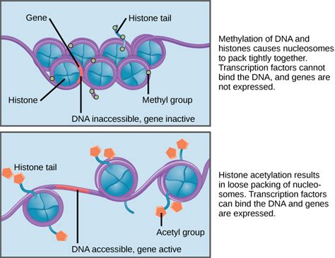 Gene Regulation Biological Principles