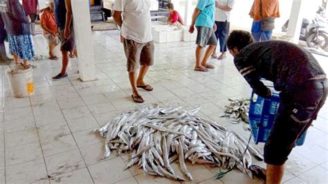 Penjualan Ikan Di Tpi Pandanarang Cilacap Selatan Turun Hingga Persen