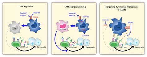 Potential Strategies For Treating Melanoma By Targeting Macrophages Download Scientific