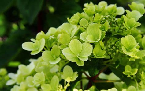 Panicle Flower