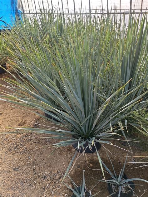 Yahoo オークション ユッカ ロストラータ Yucca rostrata