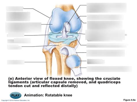 Knee Joint Anterior View Diagram Quizlet