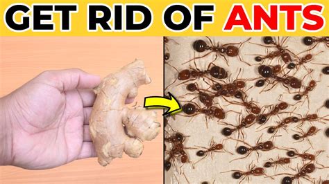 How To Get Rid Of Ants Permanently Inside The Home Kitchen Walls