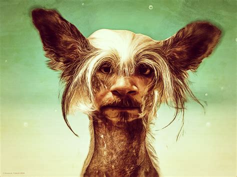 DogMan 1 Free Stock Photo - Public Domain Pictures