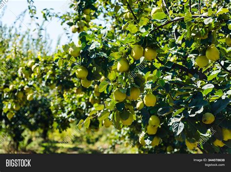 Apple Tree.harvest Image & Photo (Free Trial) | Bigstock