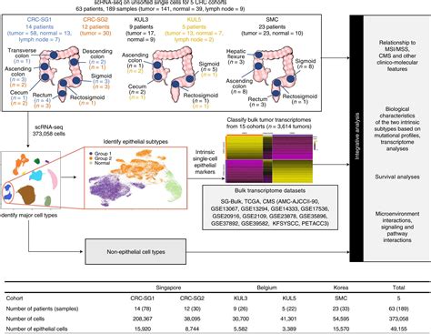 New Classification System Proposed For Colorectal Cancer To Guide