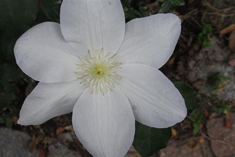 Clematis White Flower Plant - Free photo on Pixabay - Pixabay