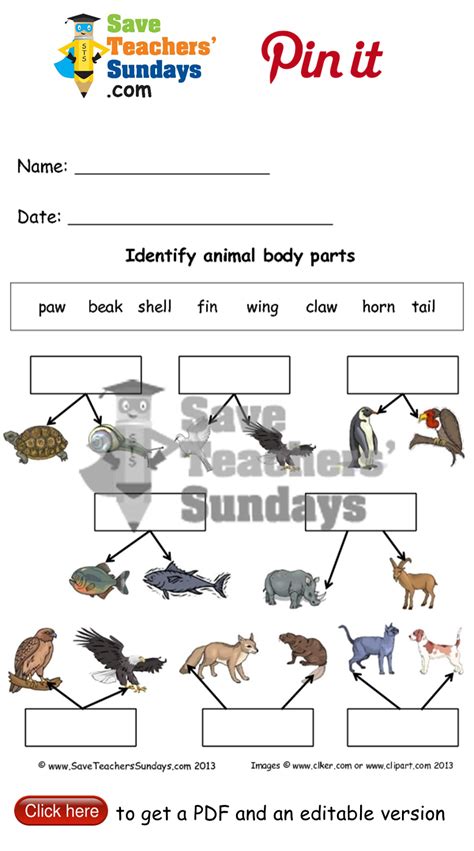 Heartwarming Animal Body Parts Worksheet Number 13 Preschool