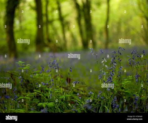 British Native Wildflowers Hi Res Stock Photography And Images Alamy