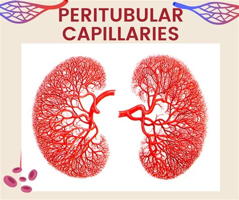 Peritubular Capillaries Structure Function And Regulation 2023