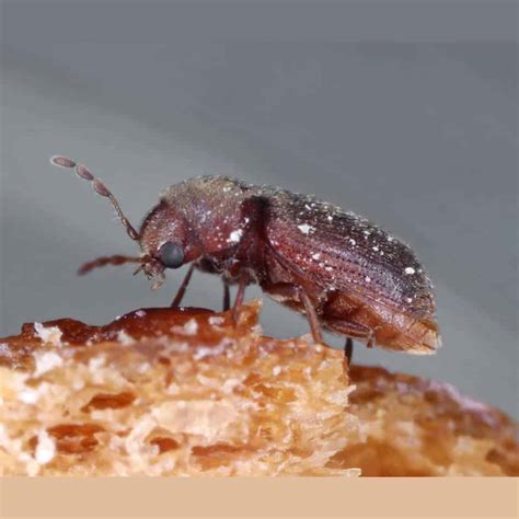 Drugstore Beetle or Biscuit Beetle – Terminex Pest Control