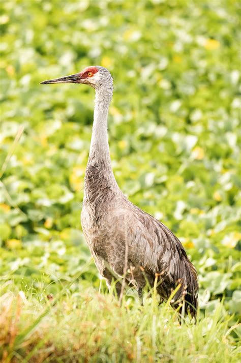 Sweetwater Wetlands Park — Kaylin Markart Photography