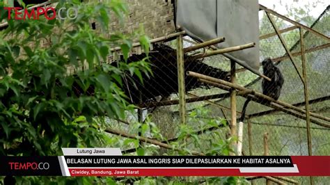 Belasan Lutung Jawa Asal Inggris Siap Dilepasliarkan Ke Habitatnya