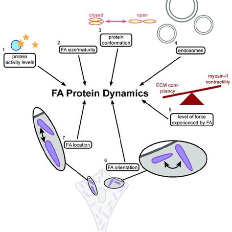 Factors reported to impact focal adhesion protein-binding dynamics ...