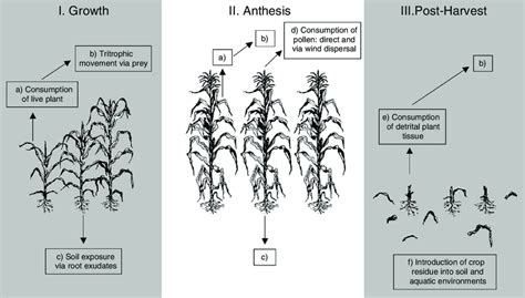 Fig Sources For Bt Toxin Movement In A Transgenic Corn Agroecosystem