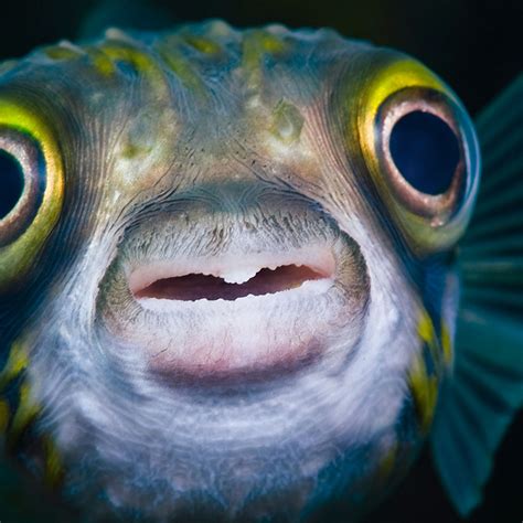 You Cant Unsee These Fish Who Look Just Like People Doing The Kylie