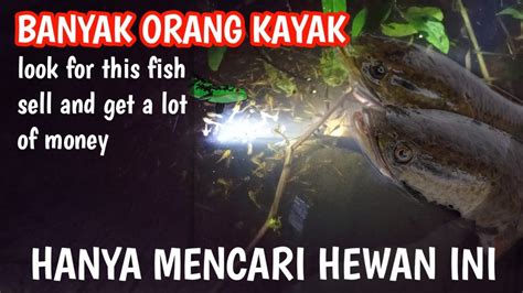 Penghasilan Terbaru Menangkap Bibit Ikan Gabus Dan Apa Manfaat Ikan