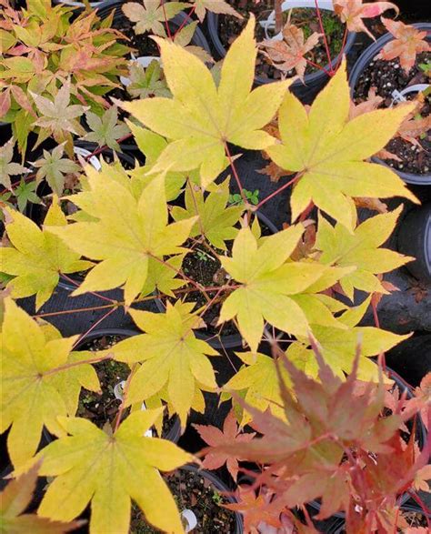 Hogyoku Japanese Maple For Sale At Maples N More Nursery