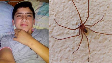 Un adolescente murió por la picadura de una araña "de rincón" | Perfil