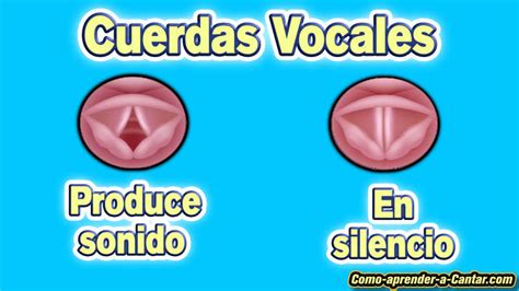 Que Son Las Cuerdas Vocales Donde Se Encuentran Y Como Funcionan