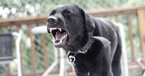 C Mo Educar Un Perro Para Que Sea Menos Agresivo