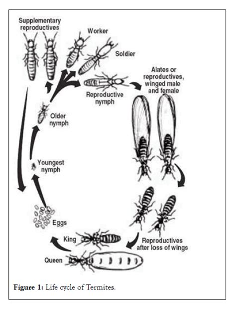 Diversity Of Termites Fauna In District Swabi