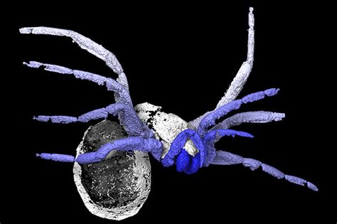 Discover 305 million-year-old spider fossils