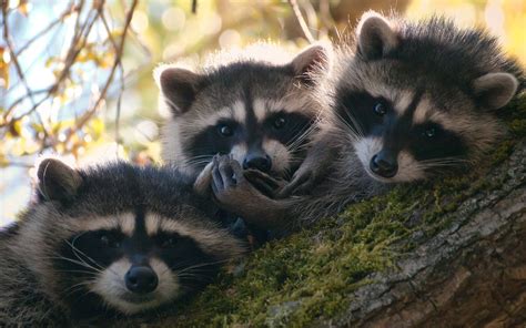 The paws of the raccoon are extremely sensitive and are even more so