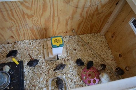 How To Set Up A Chick Brooder Temperature Chart And Supplies