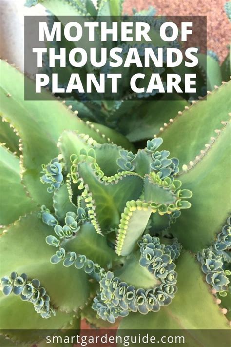 How To Care For Mother Of Thousands Otherwise Known As Mexican Hat