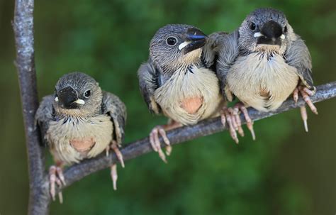 Java Sparrow Chicks 24 Days Old Java Sparrows Captive Flickr