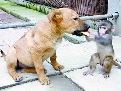 Nothing To Do With Arbroath: Puppy and monkey best friends