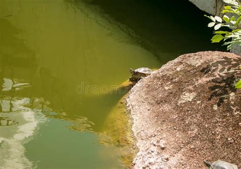 River Turtle in the Habitat. Turtle in the Water and Basking on the Rocks Stock Image - Image of ...