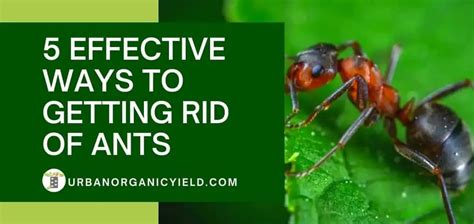 5 Effective Ways To Getting Rid Of Ants In Potted Plants Naturally