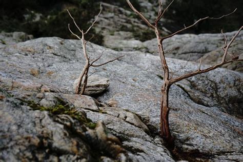 Rboles Que Crecen En Las Rocas Foto De Archivo Imagen De Bosque