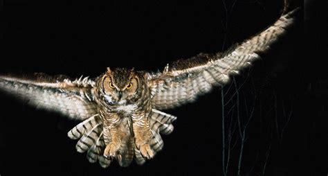 Facts about Nocturnal Animals | From Birds to Mammals - Animals Time