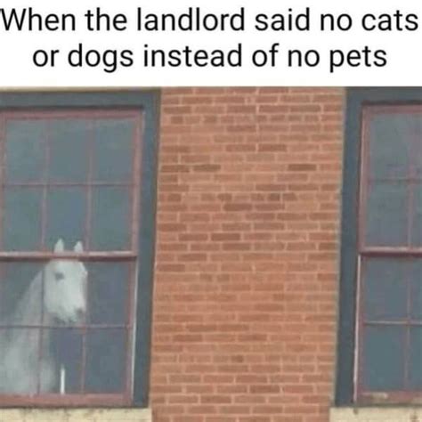 Rental Realities Memes That Capture The Humor Of Tenant Life 38 PICS