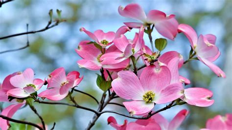 Pink Dogwood Flower Symbolism | Best Flower Site