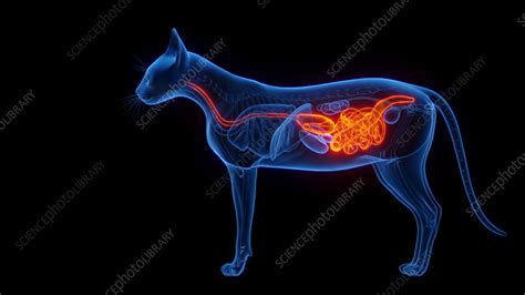 Cat's digestive system, illustration - Stock Image - F038/4039 ...