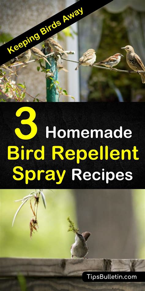 Keeping Birds Away - 3 Homemade Bird Repellent Spray Recipes