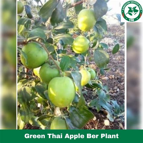 Full Sun Exposure Green Thai Apple Ber Plant For Garden At Rs 12 Plant