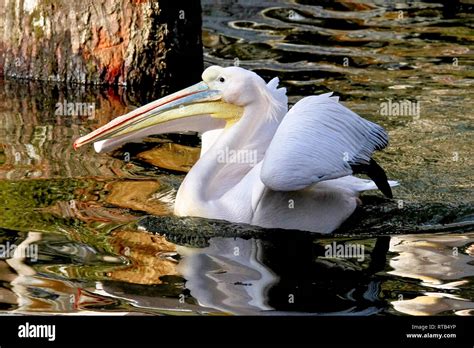 La Gran Pel Cano Blanco Pelecanus Onocrotalus Tambi N Conocido Como El