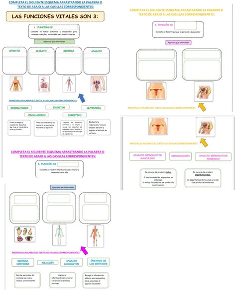 Funciones Vitales Ficha Interactiva Y Descargable Puedes Hacer Los Images